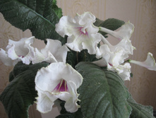 ������������� Roma