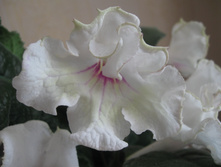 ������������� Roma