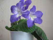 ������������� Bristol's Party Girl