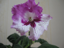 ������������� JANA