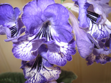 ������������� Modry