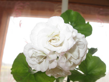 ����������  PAC Viva Carolina