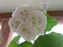 ���������� PAC Viva Carolina