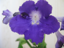 C������������ Batik