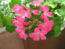 ��������� ���������� Nana