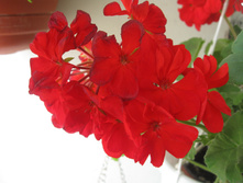 ��������� ���������� SIL FRIESIA (Toscana)