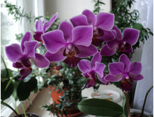 ���������� (����������)