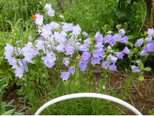 P1020735.JPG ����������� �������������� ��� 30�