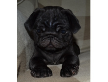 �-� ����������� ������