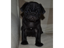 �-� ����������� ������