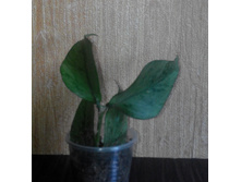 Hoya polyneura 'Splash'