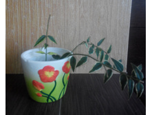 bella (albomarginate leaf form) (����� ���� �����)