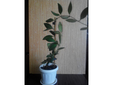 ����	 TSANGII small flowers