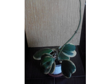 KERRII VARIEGATA (2) ����� ����