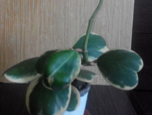KERRII VARIEGATA (2) ����� ����