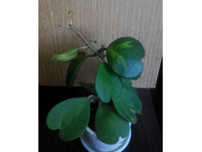 KERII VARIEGATA 1�����- ������� �����