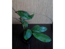 PUBICALYX /	 Hoya pubicallyx "Royal Hawaiian Purple"