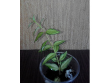 bella variegata (����� ����� �����)