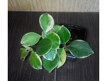 AUSTRALIS VARIEGATA ����� ����