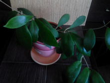 Hoya MINDORENSIS YELLOW  /red