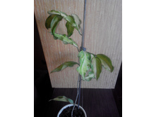 Hoya KENEJIANA VARIEGATA