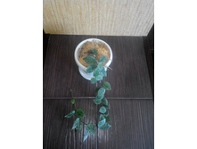 LACUNOSA " Eskimo" Variegata