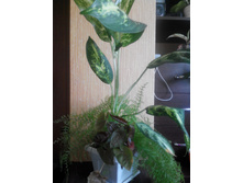 IMG_20140606_112053_2.jpg�