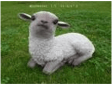 ������� ������ MG259----4510.png