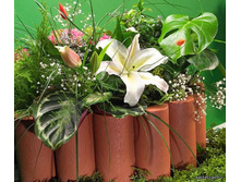 ������� �����������.jpg