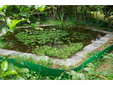 turtlePond.jpg