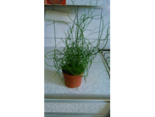 ������� ������� (Juncus)  - 300- 350  ���.