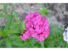 ������� ��������