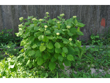 ��������� �����������