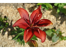 ����� �������������