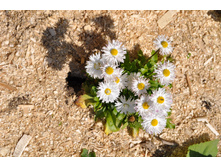 ���������� ����� �������