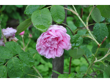 ���� ���������