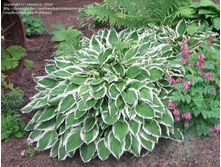 Hosta U. Albomarginata ���� 120 ��� ����� 90���