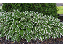 ����� U. Albomarginata ���� 120 ��� ����� 90 ���