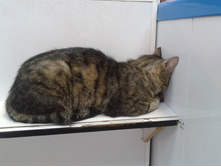 ���������� ���.jpg