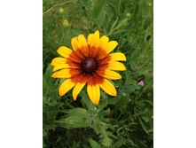 �������� 40 ���