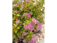 ������ ��������