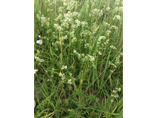 �����������.