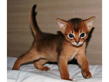 i[5] (4) - �����.jpg