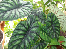 DSC03247.JPG