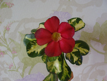 DSC03401.JPG