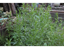 ������ (�ϣ ����)