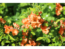 ���� �������� (�ϣ ����)