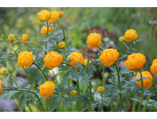 ���������� ��������� (�ϣ ����)