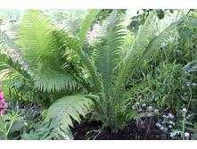 ���������� ��������� 50�