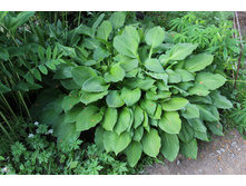 ����� �������������� (�ϣ ����)